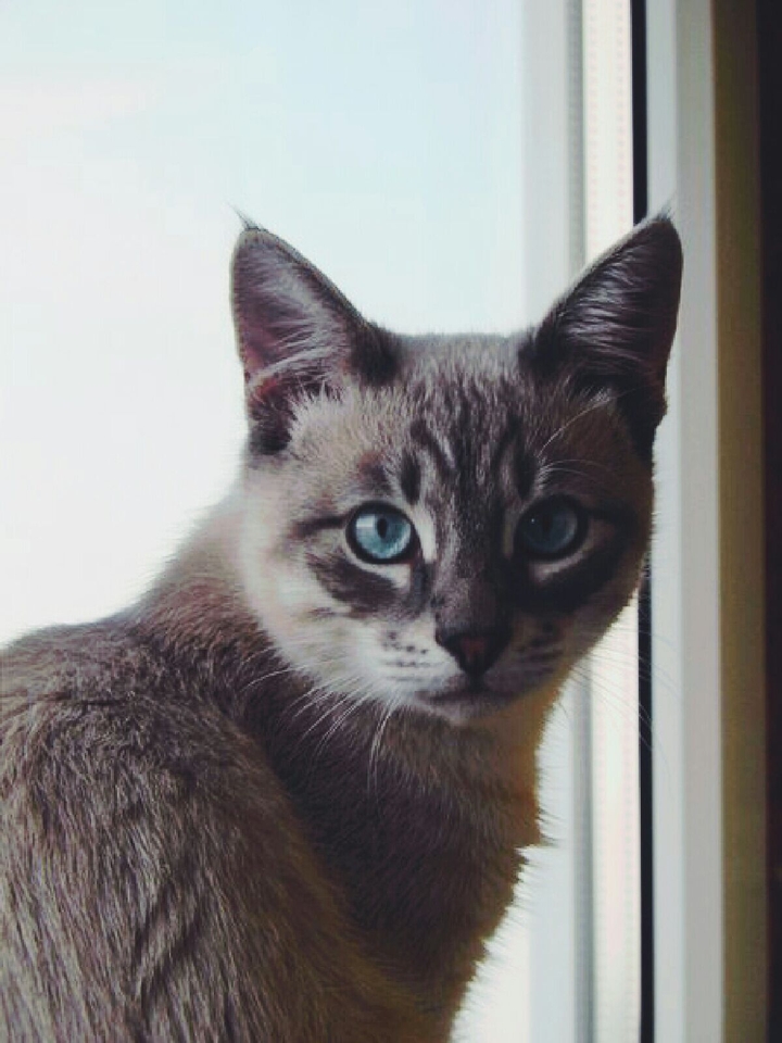 my cat is Sebastian