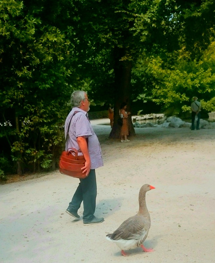 TAKING HIS DUCK FOR A STROLL IN ATHENS