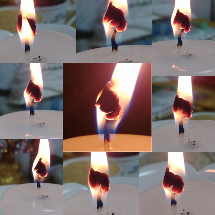 초꽃