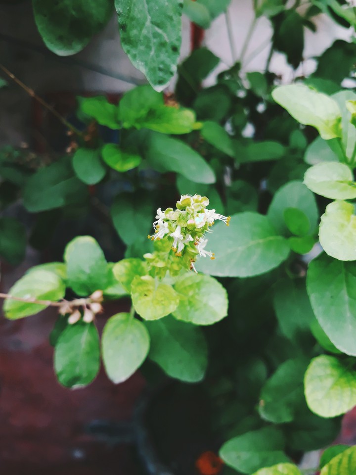 Tulsi plant