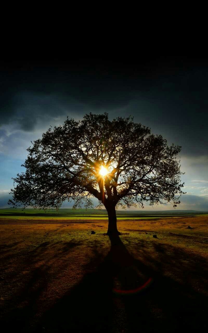 tree