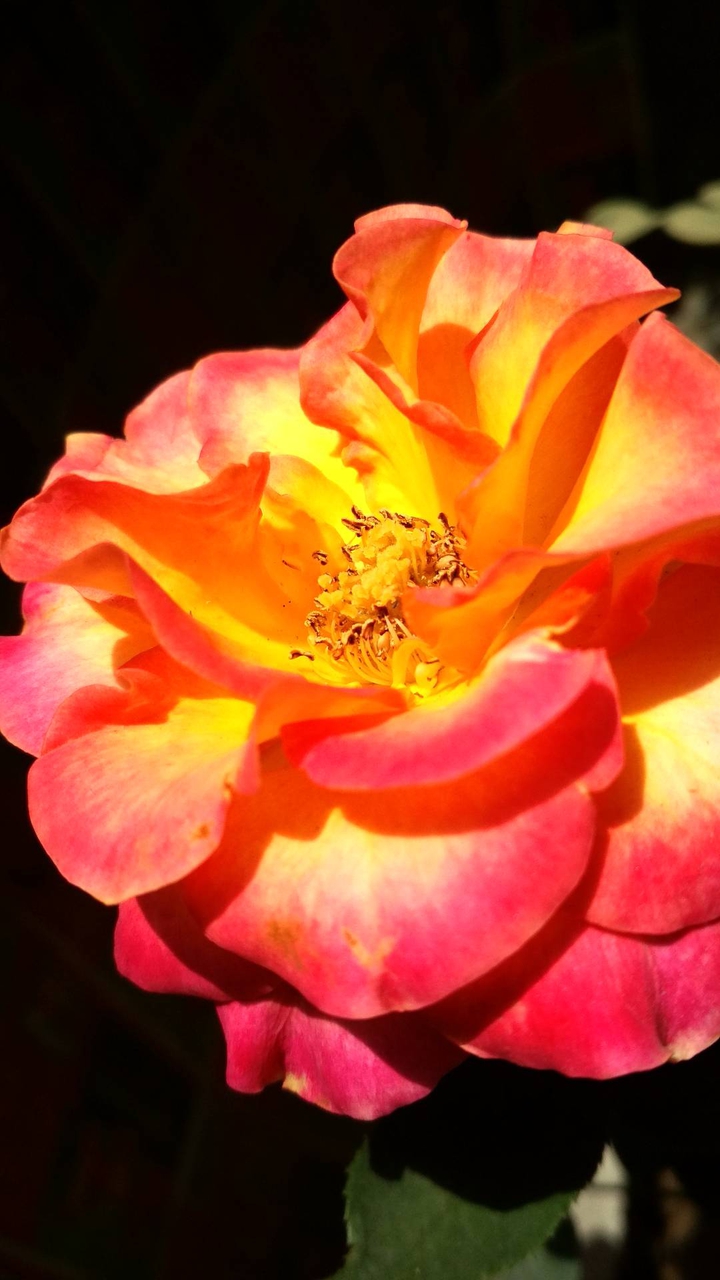 Glowing rose