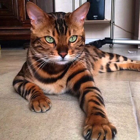 mr. cat