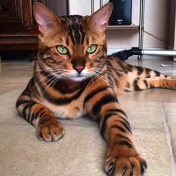 mr. cat