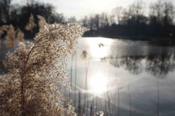 Landesgartenschau