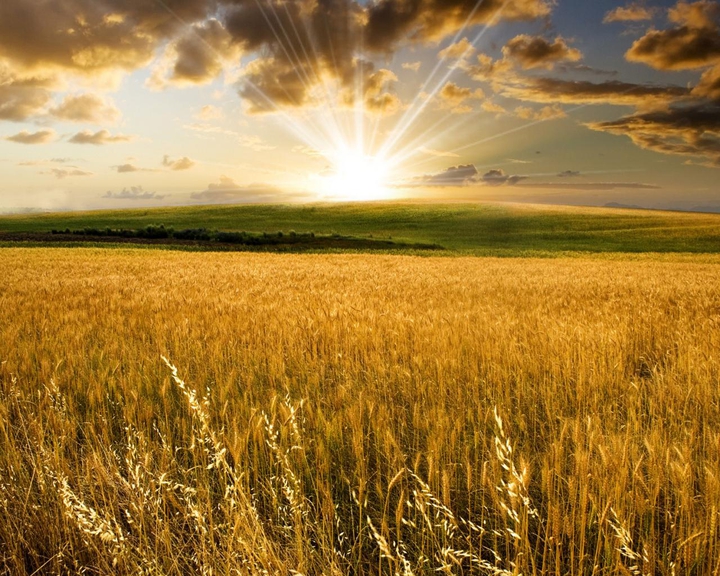 Wheat