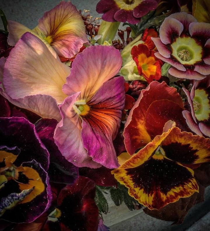 Pansies