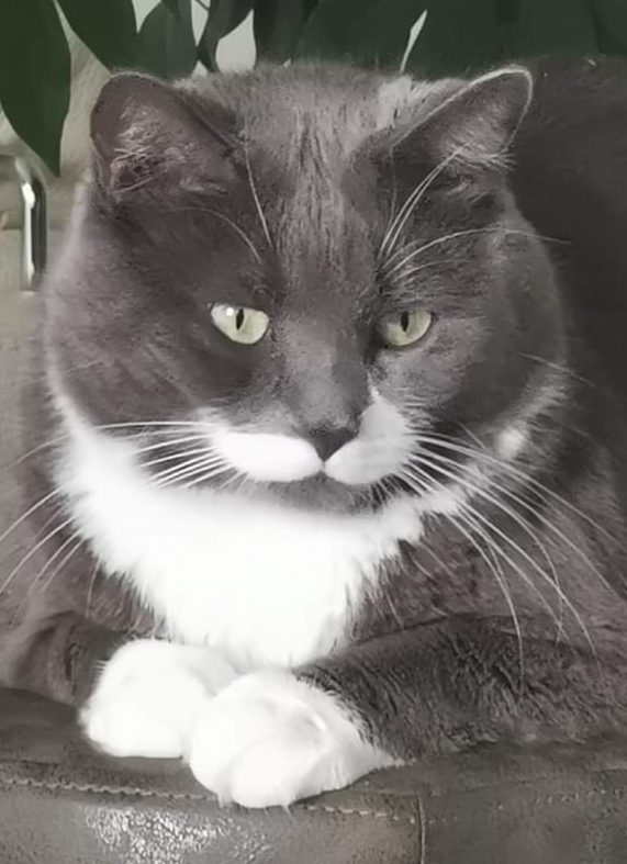 chat cute