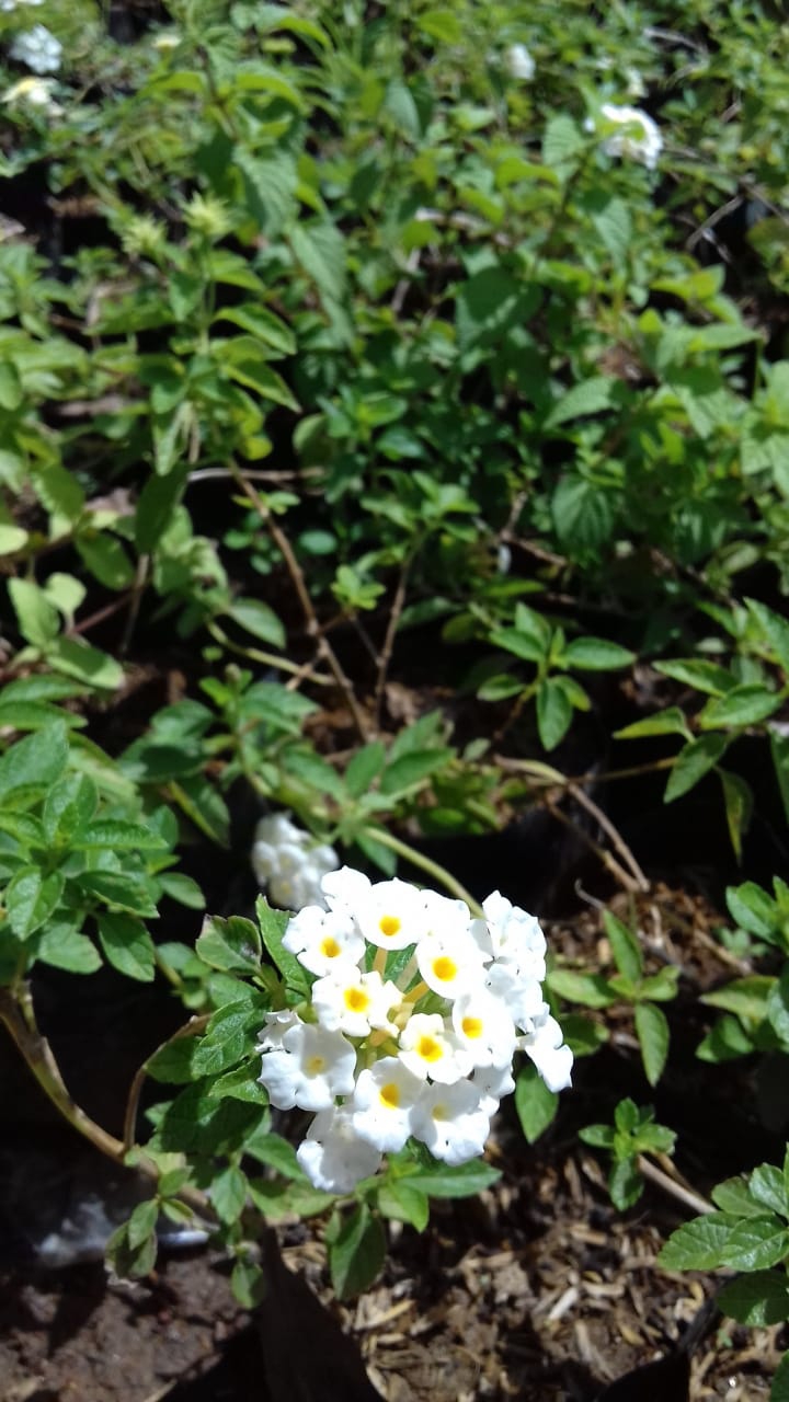 white lantana