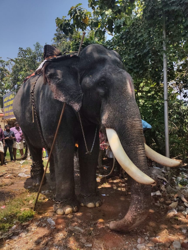 pambadi Rajan - ELEPHANT