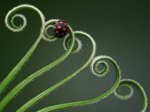spiral, green háttérképek