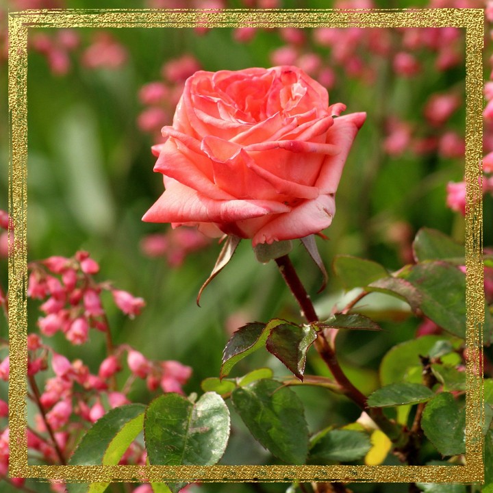 Rosa