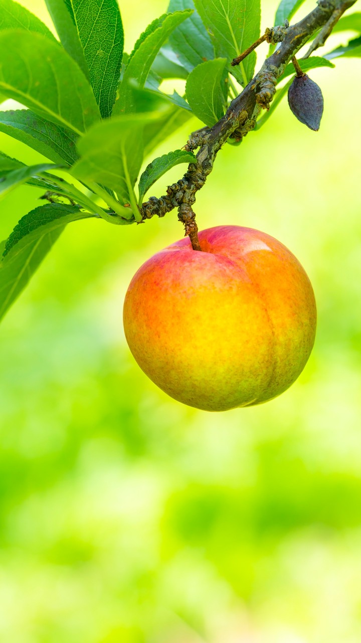 Fruit