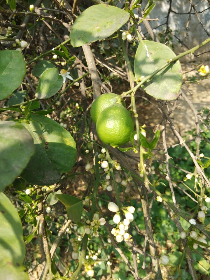 lemons