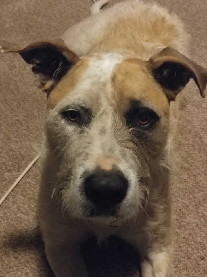 Wally 