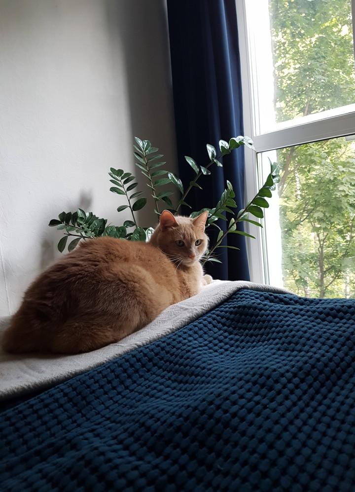 Cutie Cat