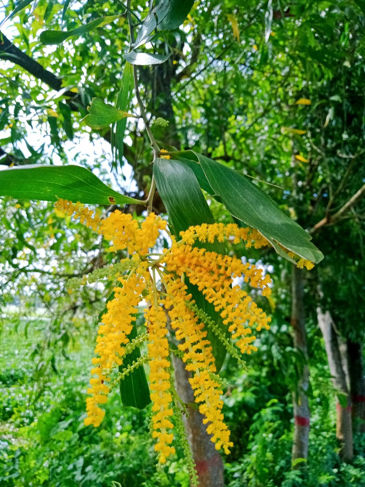 Thodi Koshish