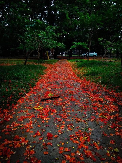 কৃষ্ণচূড়া রাঙা পথ