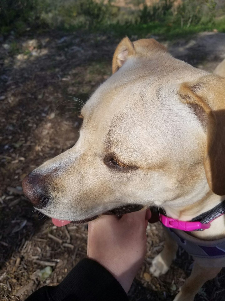 Labrador pup
