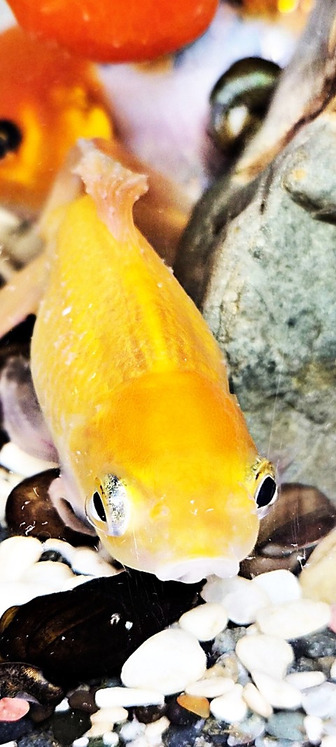 Orange, Yellow achtergronden