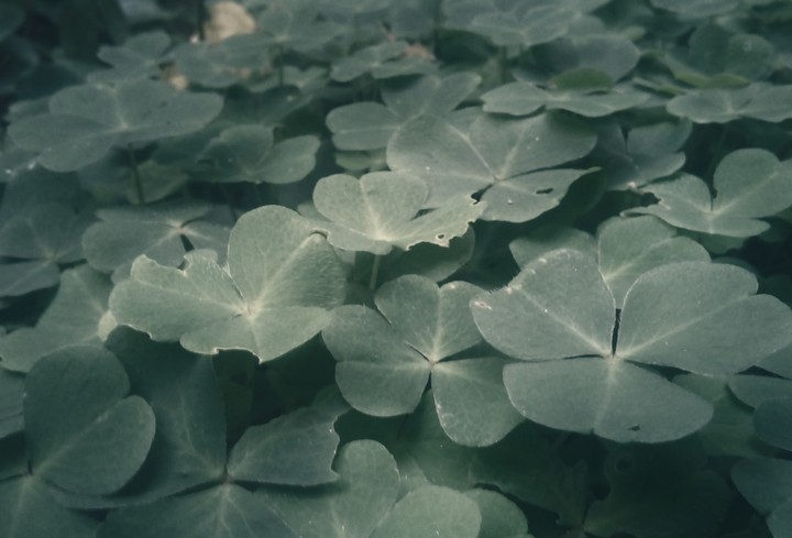 Clover