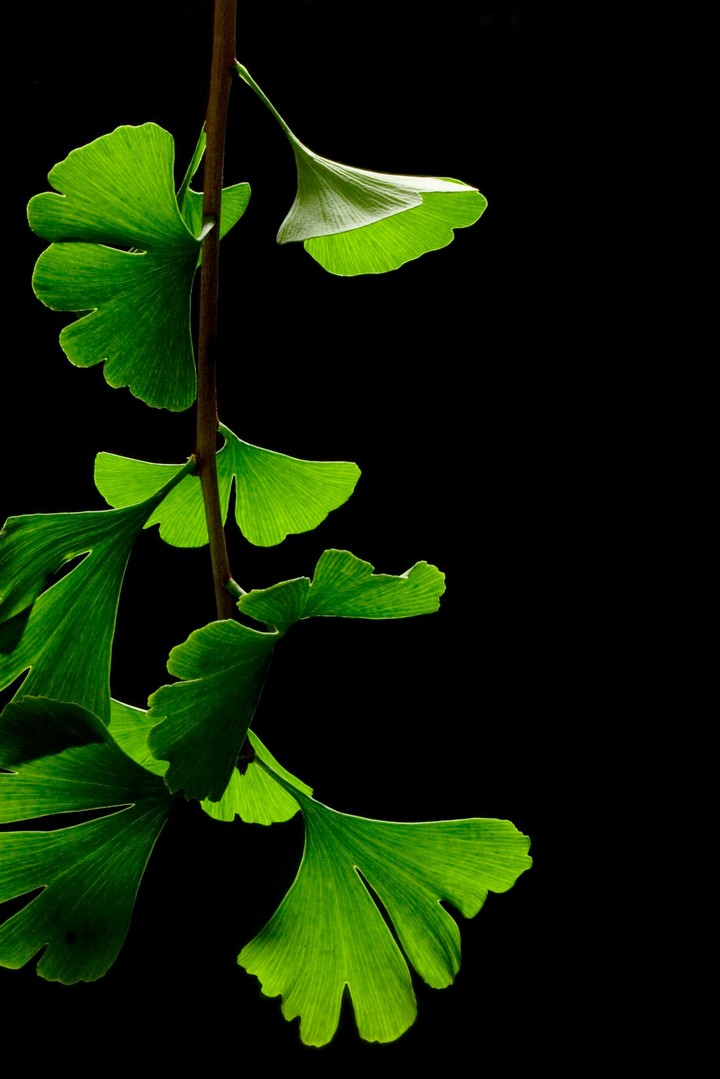 Black & Green