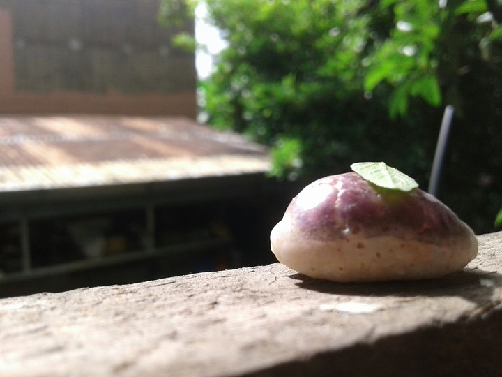 Tiny Shell