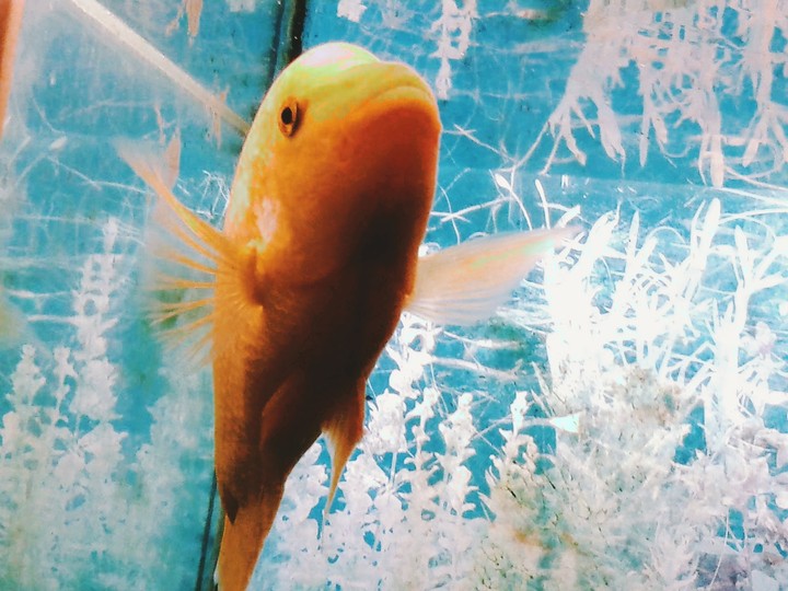Fish
