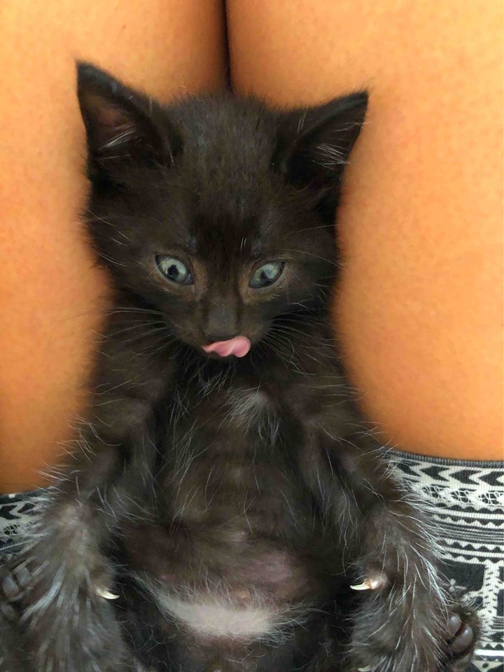 little cat