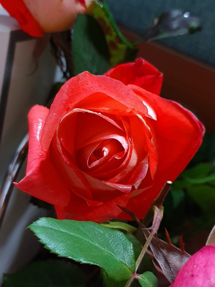 rose