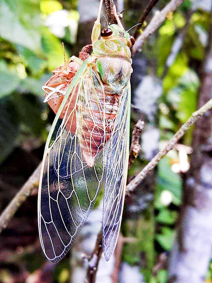 love  nature
