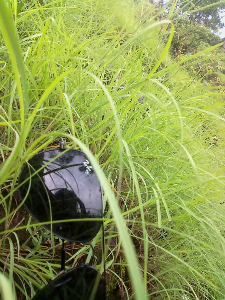 grass