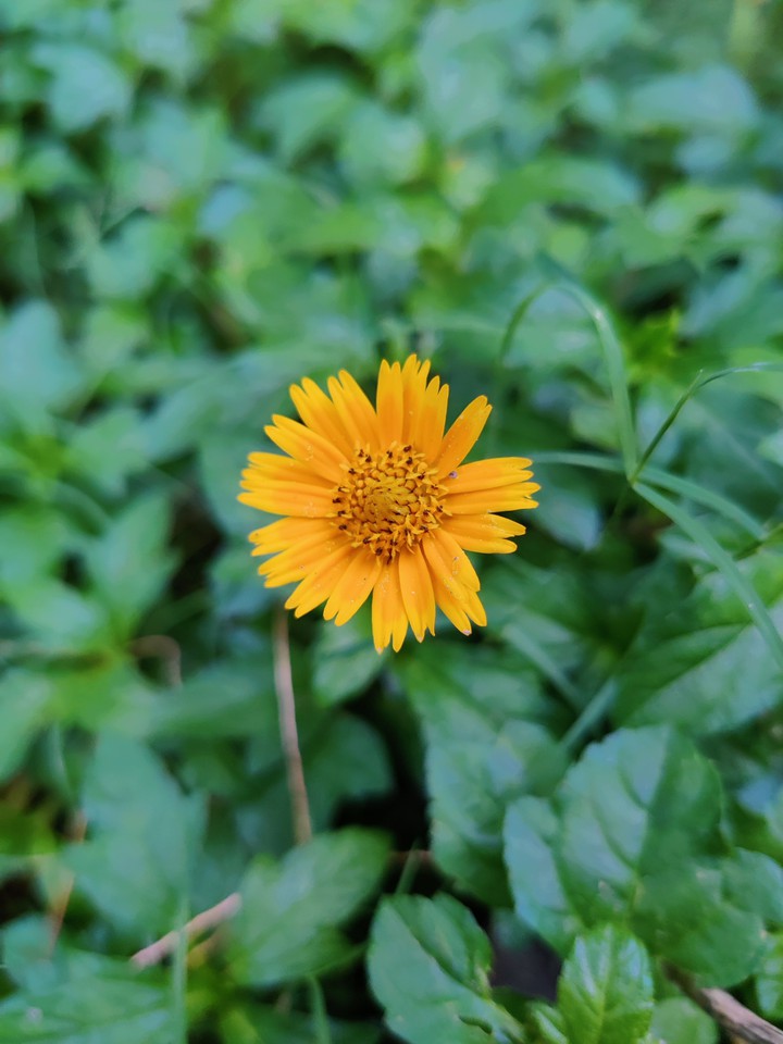 yellow flower