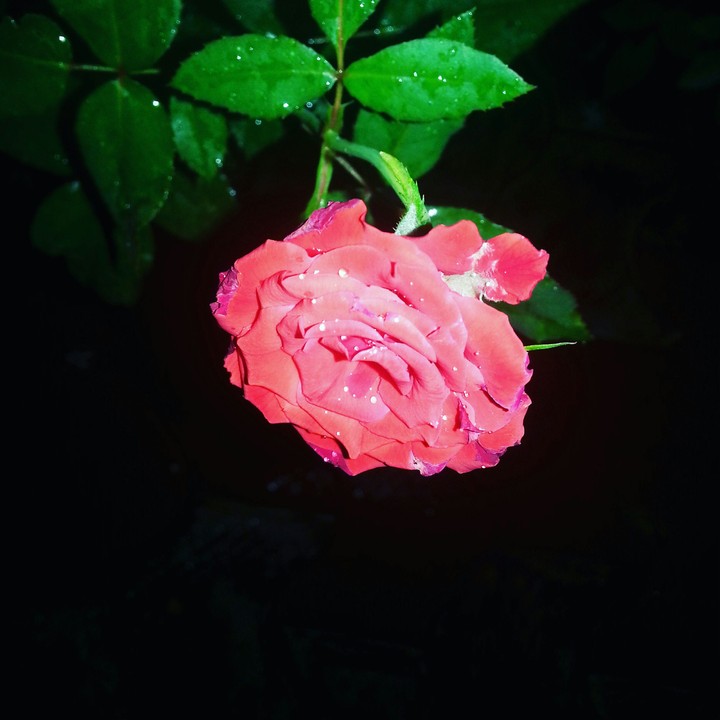 red rose