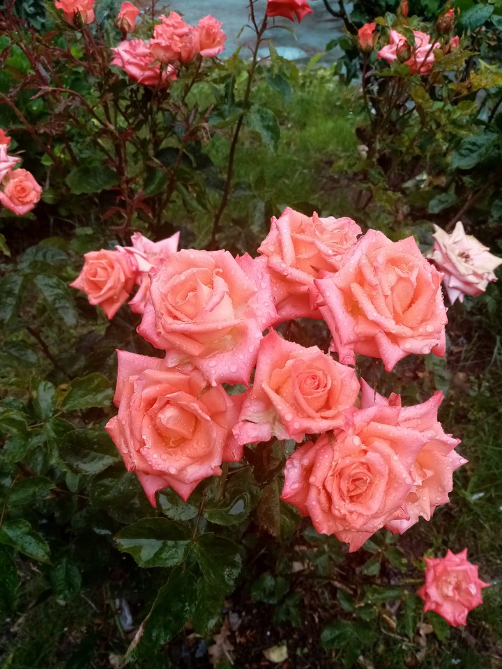 Yağmur ve gül / Rain and rose.