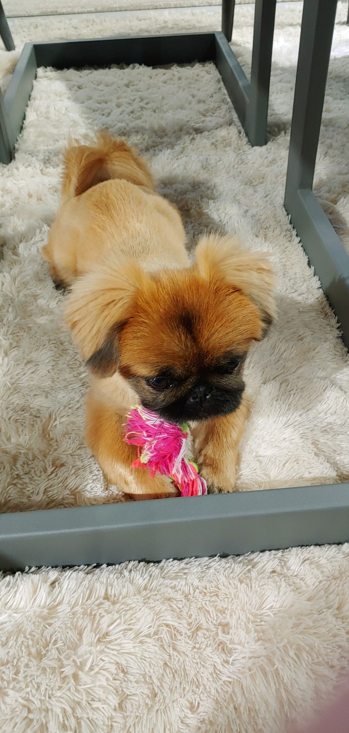 puppy