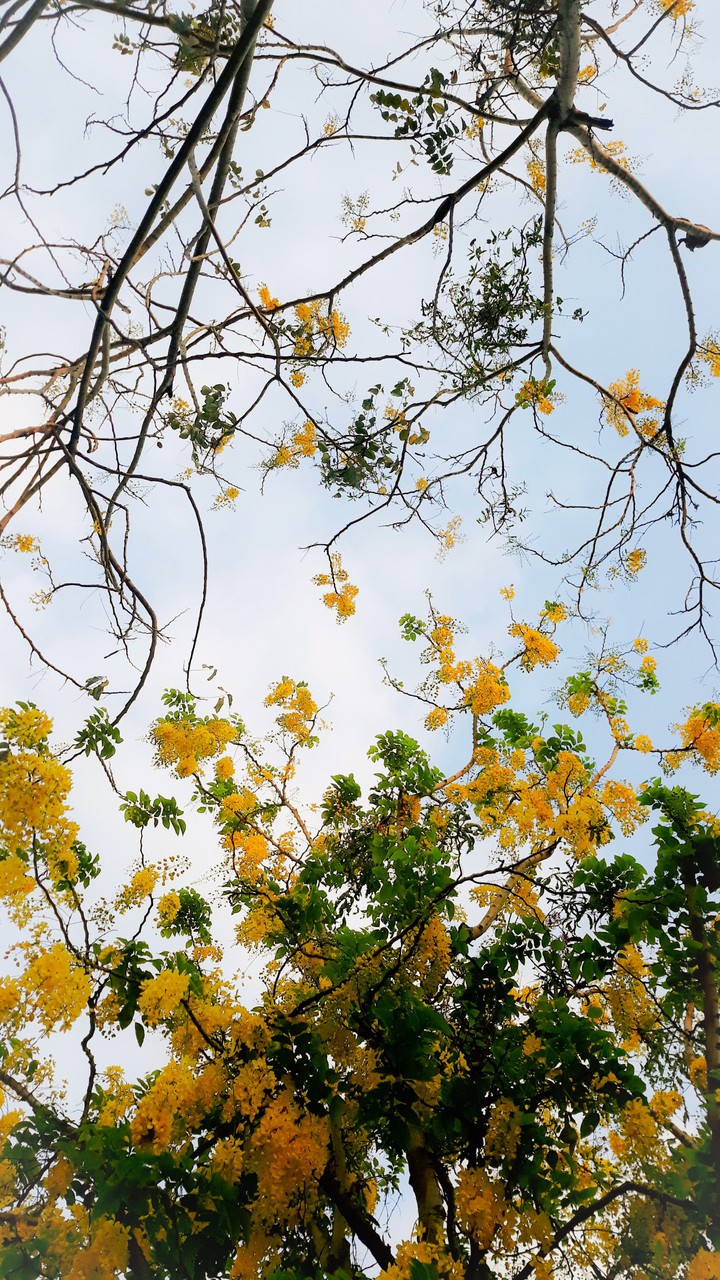 The Blossom