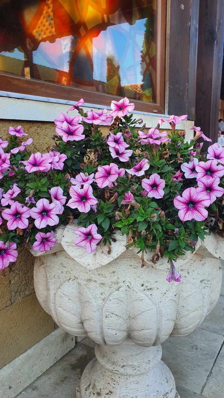 flowers