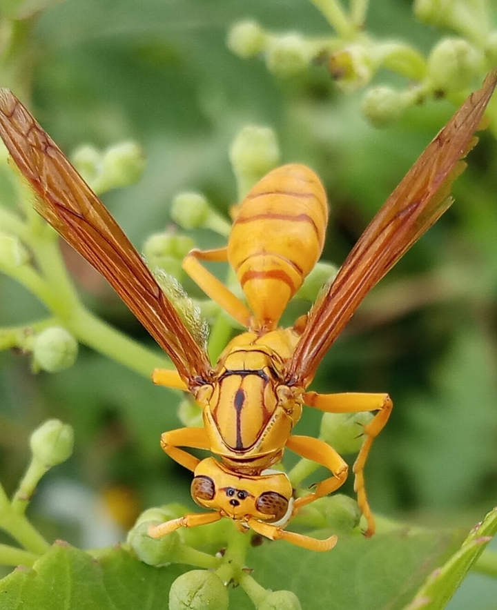 বোলতা।hornet.