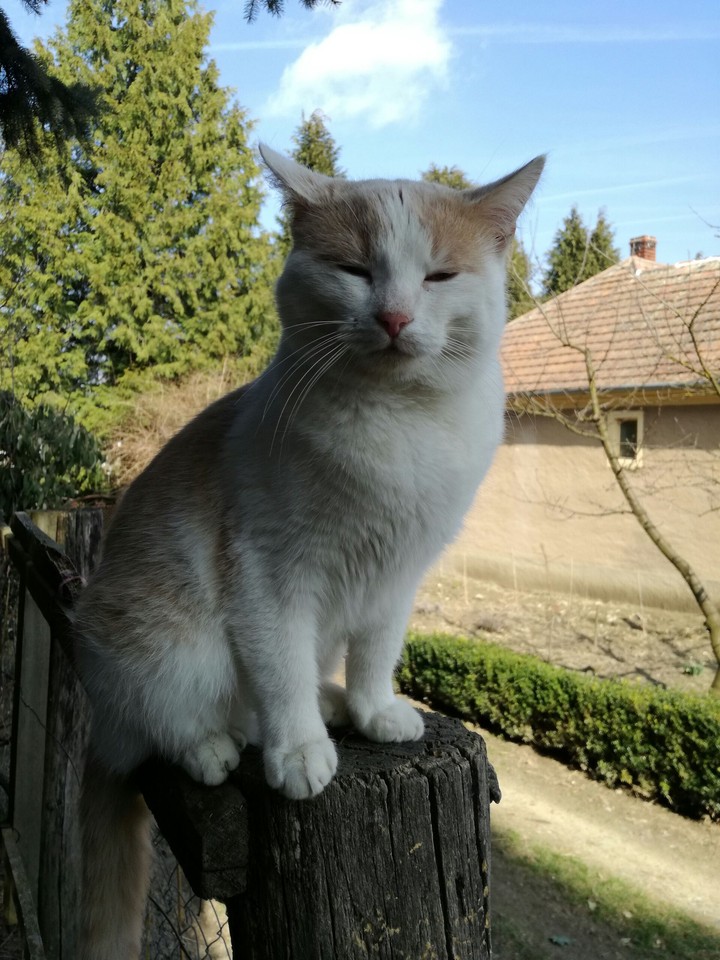 Cat in a tree