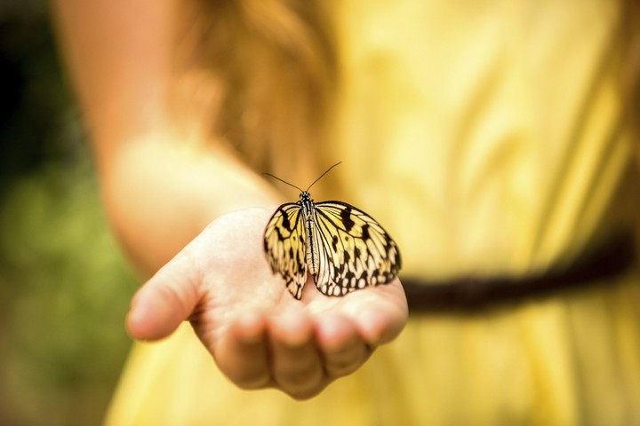 butterfly