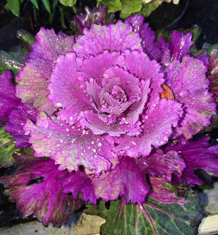 Eine schöne Blüte