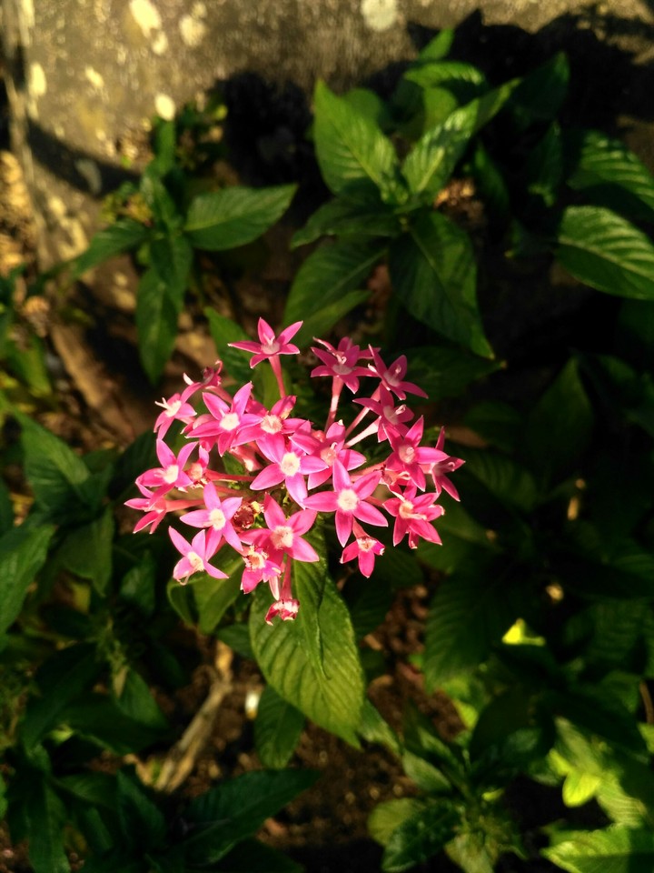 Beautiful flowers