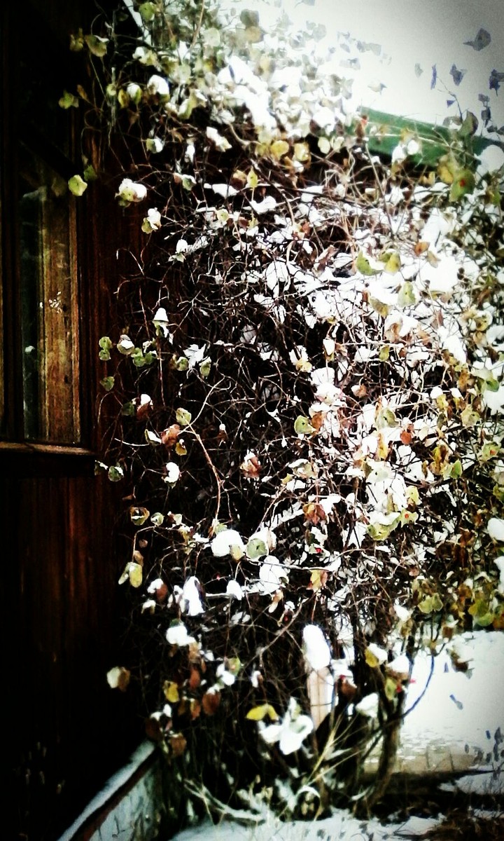 Snow