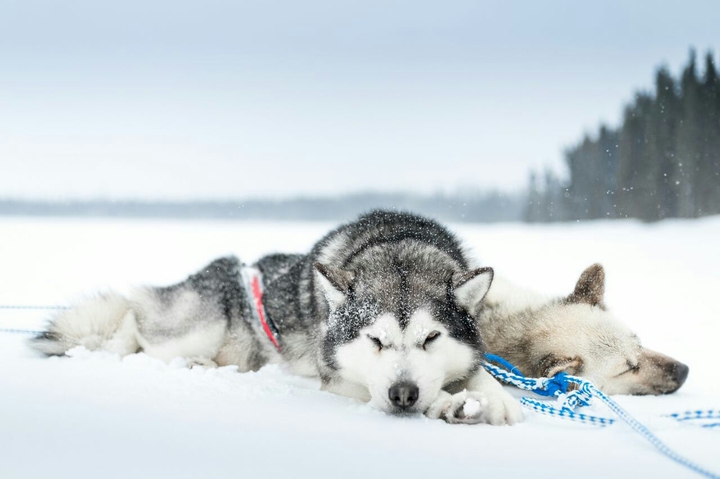 husky