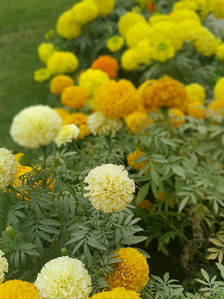 Marigold