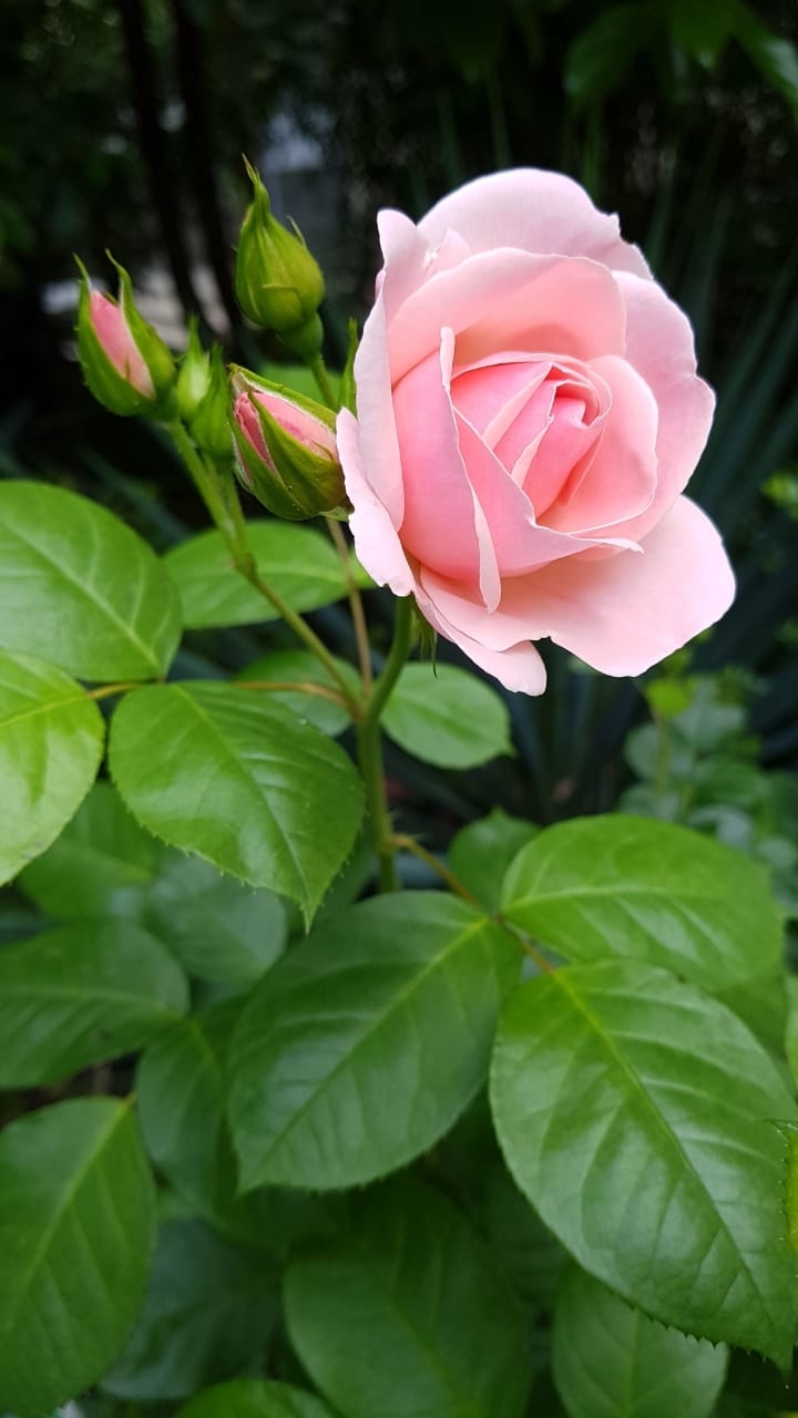 morning rose