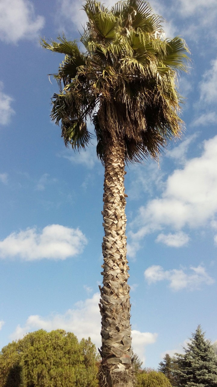 Palm Tree in İstanbul