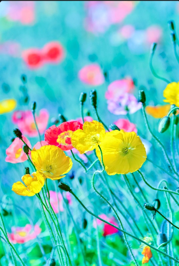 meadow