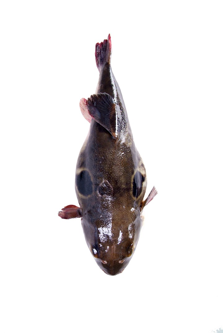 Fish